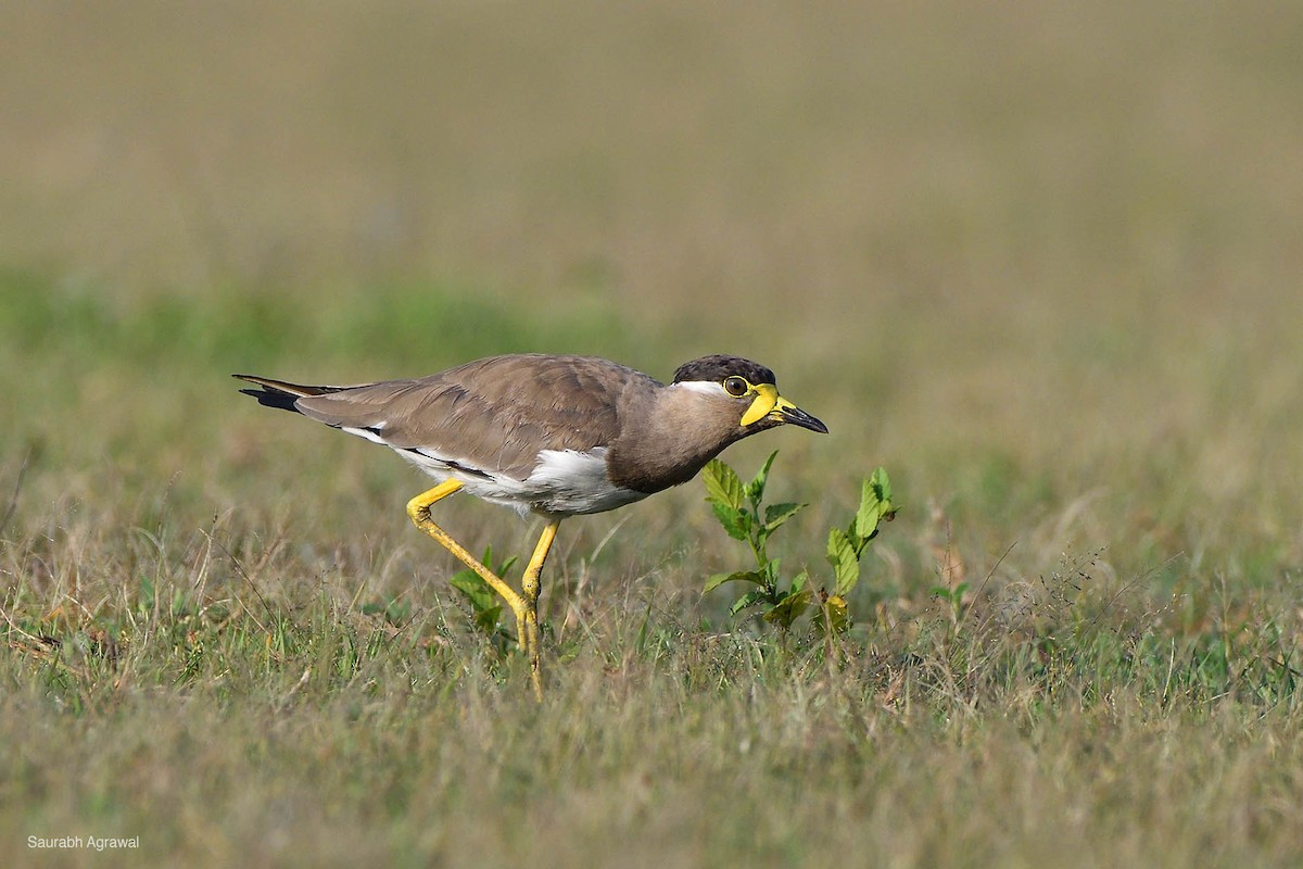 Yellow-wattled Lapwing - ML69103151