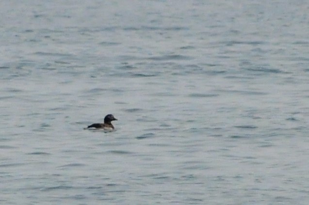 Long-tailed Duck - Steve Kinsley