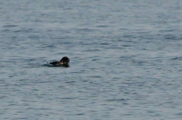 Long-tailed Duck - ML69103381