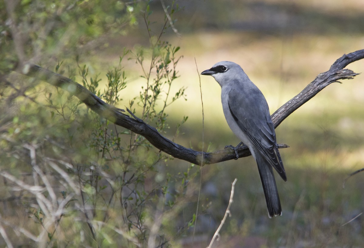 White-bellied Cuckooshrike - Owen Lishmund