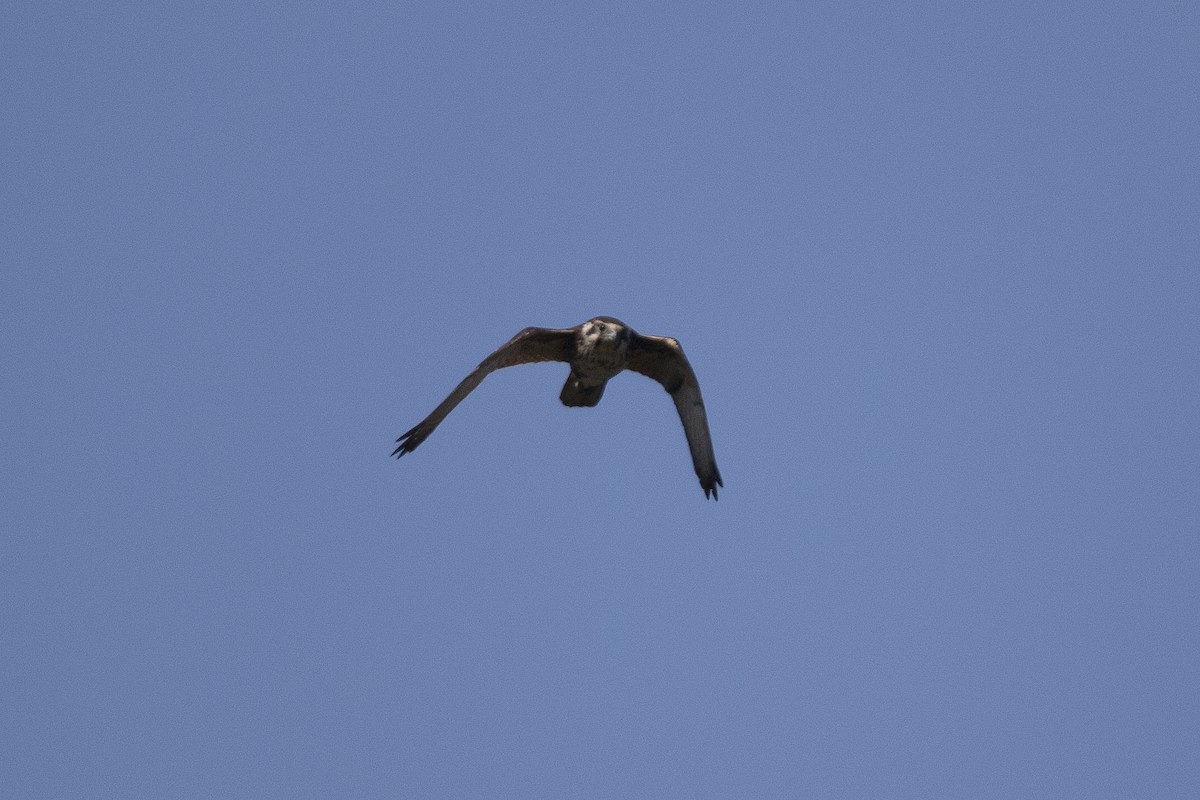 Brown Falcon - ML69105071