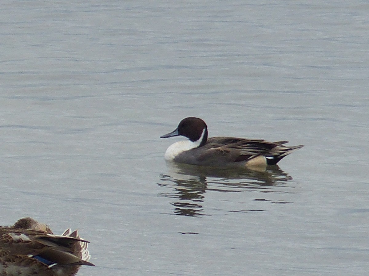 Northern Pintail - ML69105441