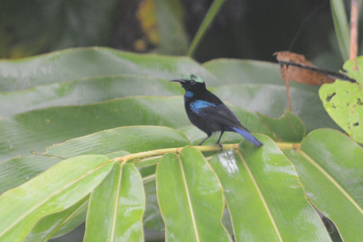 Black Sunbird - ML69105521