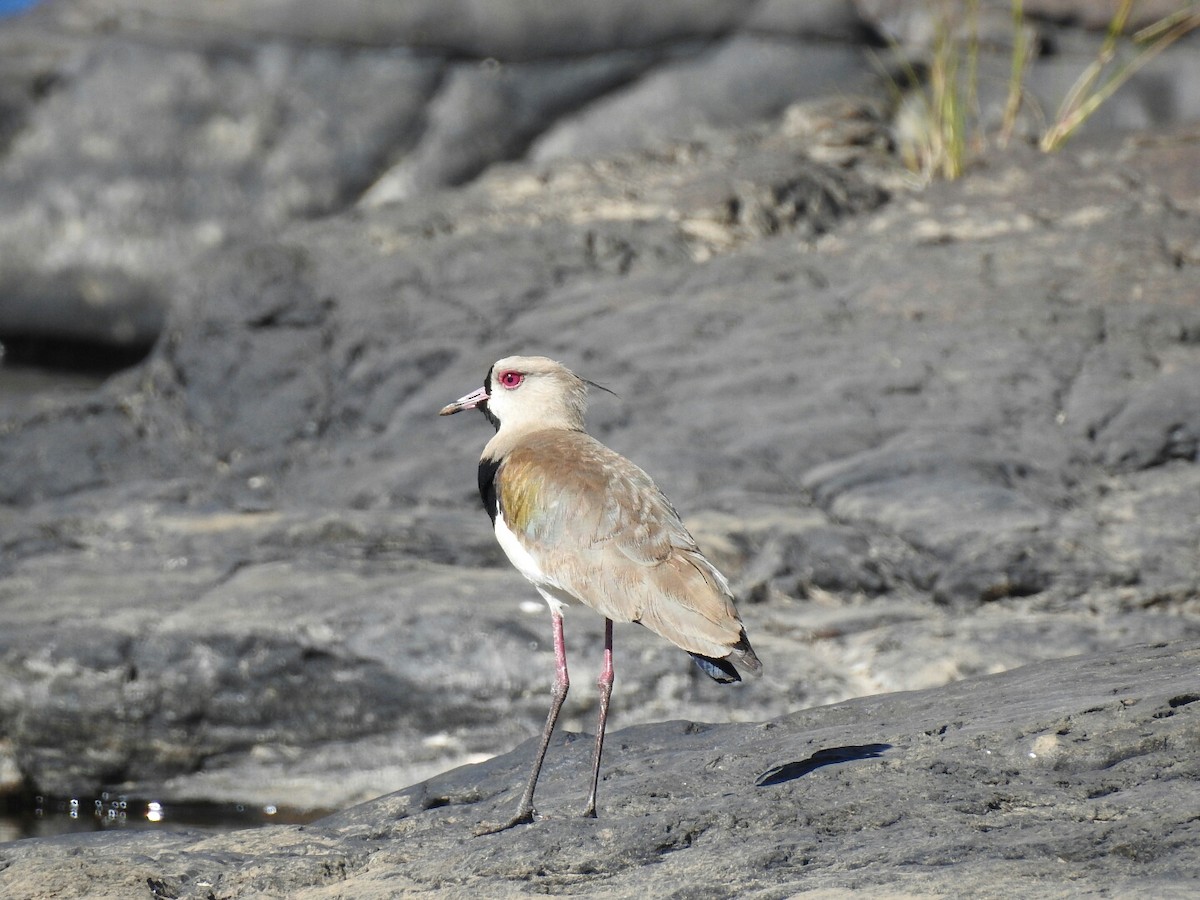 Southern Lapwing - Spencer Follett