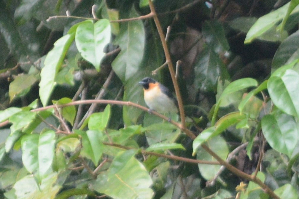 Spectacled Monarch (Halmahera) - ML69106821