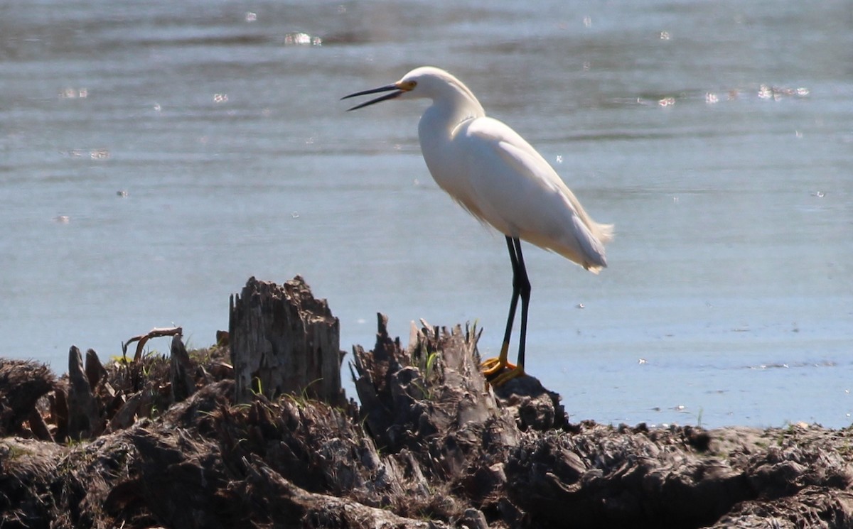 Snowy Egret - ML69106891