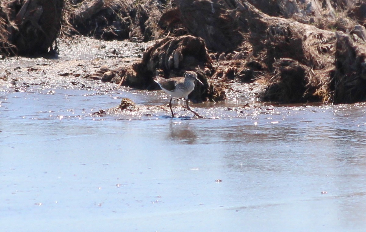 Solitary Sandpiper - ML69106921