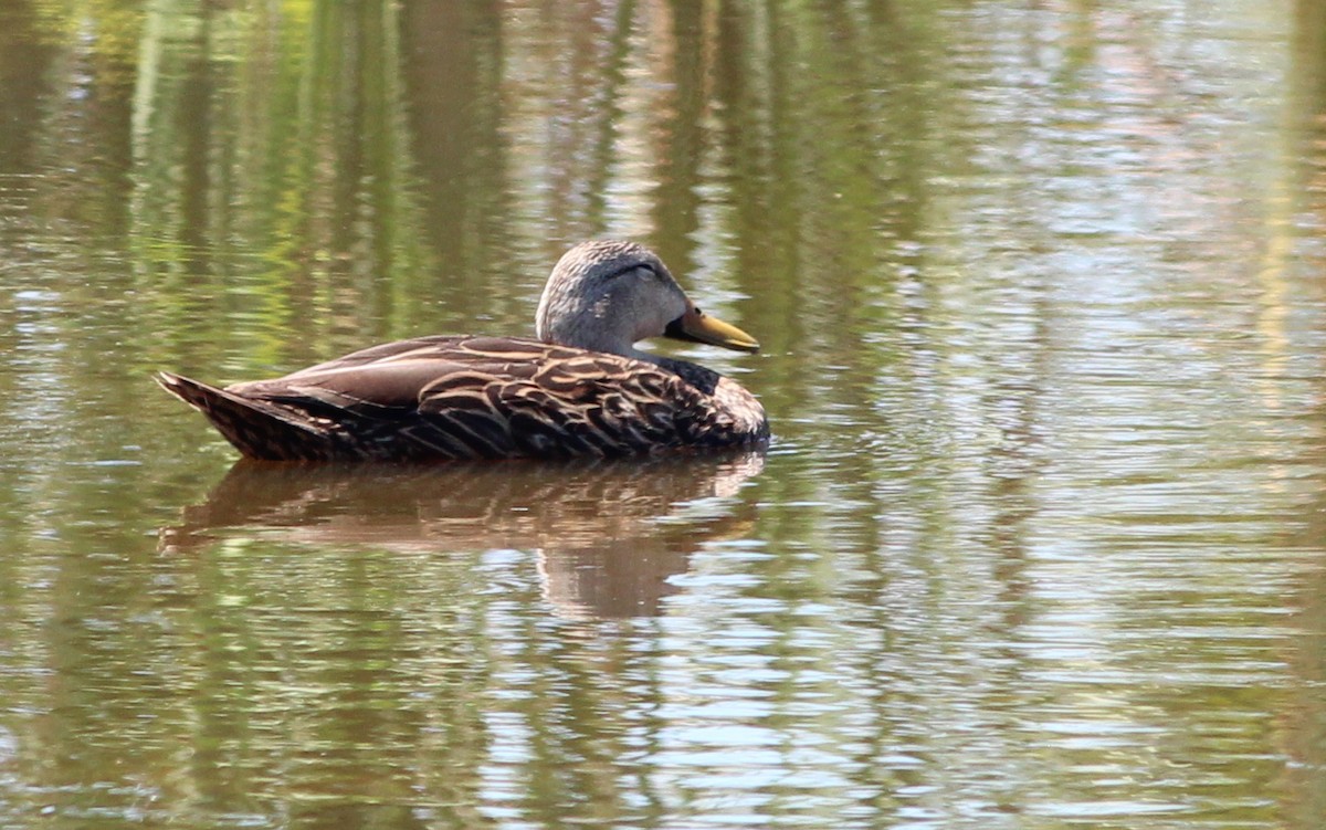 Mottled Duck - ML69107001