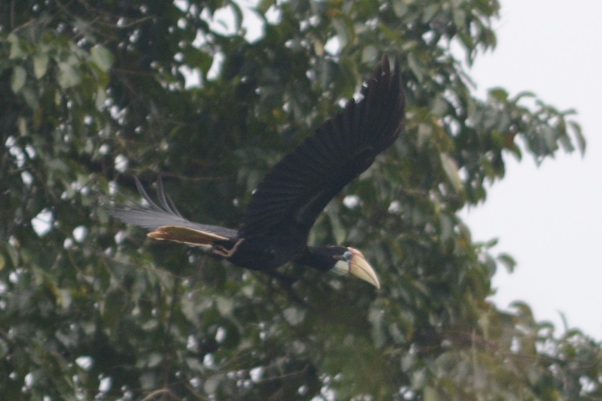 Blyth's Hornbill - ML69107011