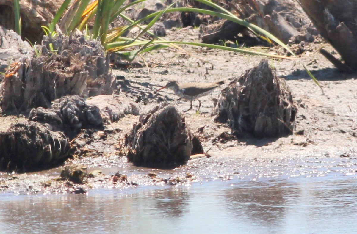 Spotted Sandpiper - ML69107031