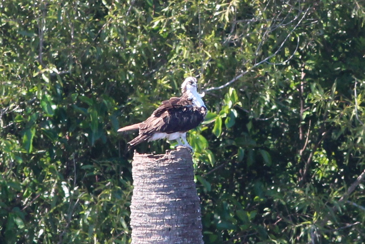 Águila Pescadora - ML69107251