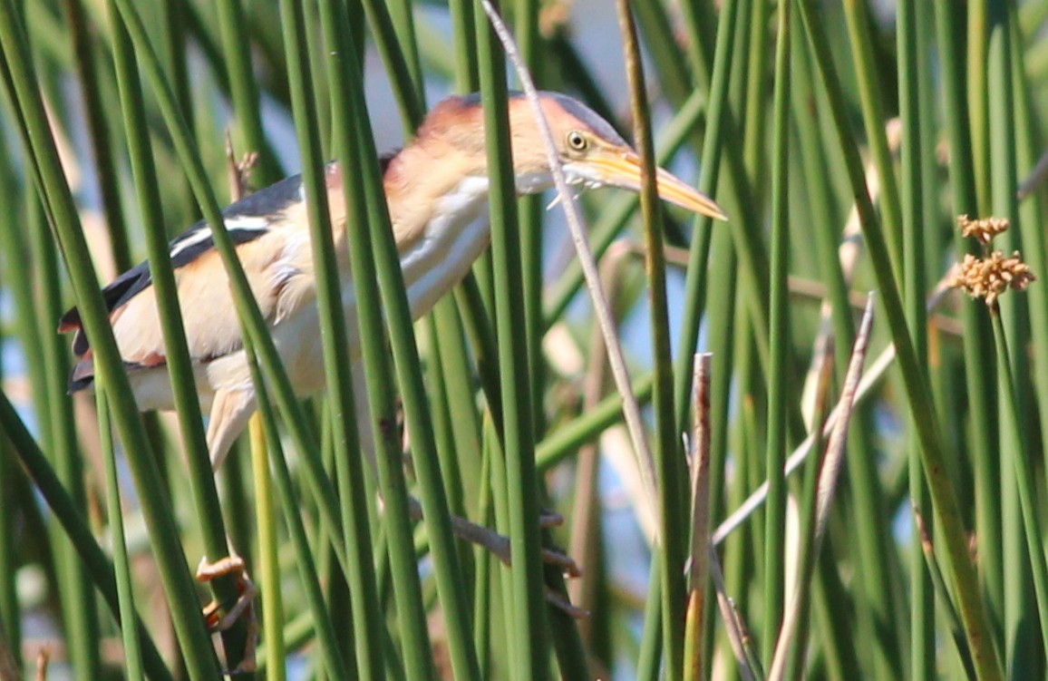 Least Bittern - ML69107301