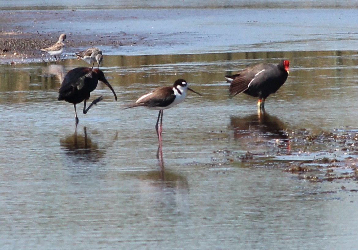 Black-necked Stilt - Gary Leavens