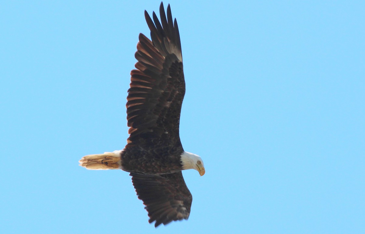 Bald Eagle - ML69107451