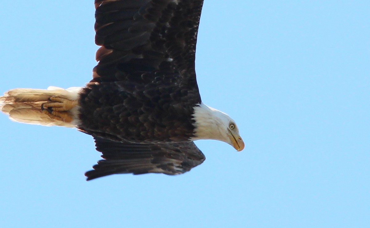 Weißkopf-Seeadler - ML69107461