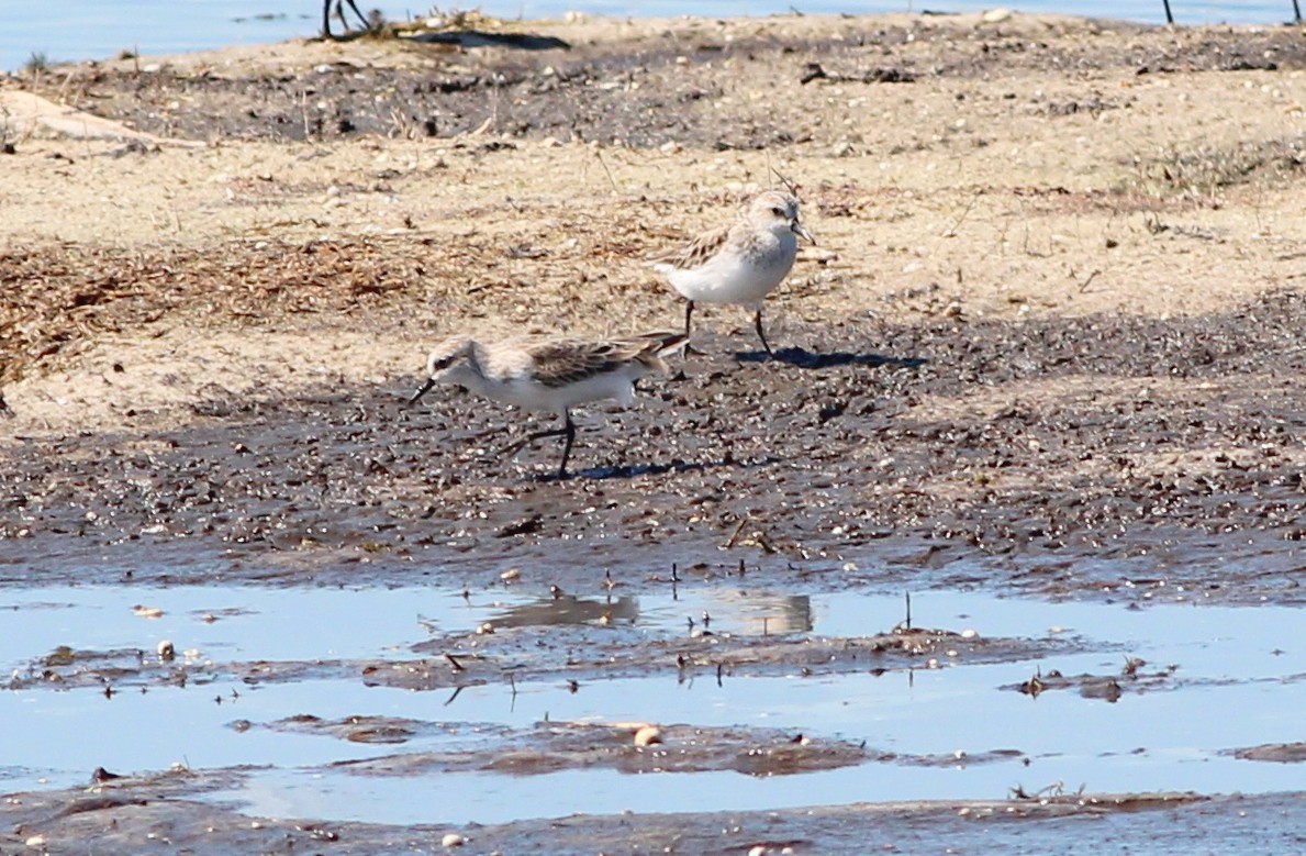 Semipalmated Sandpiper - ML69107501