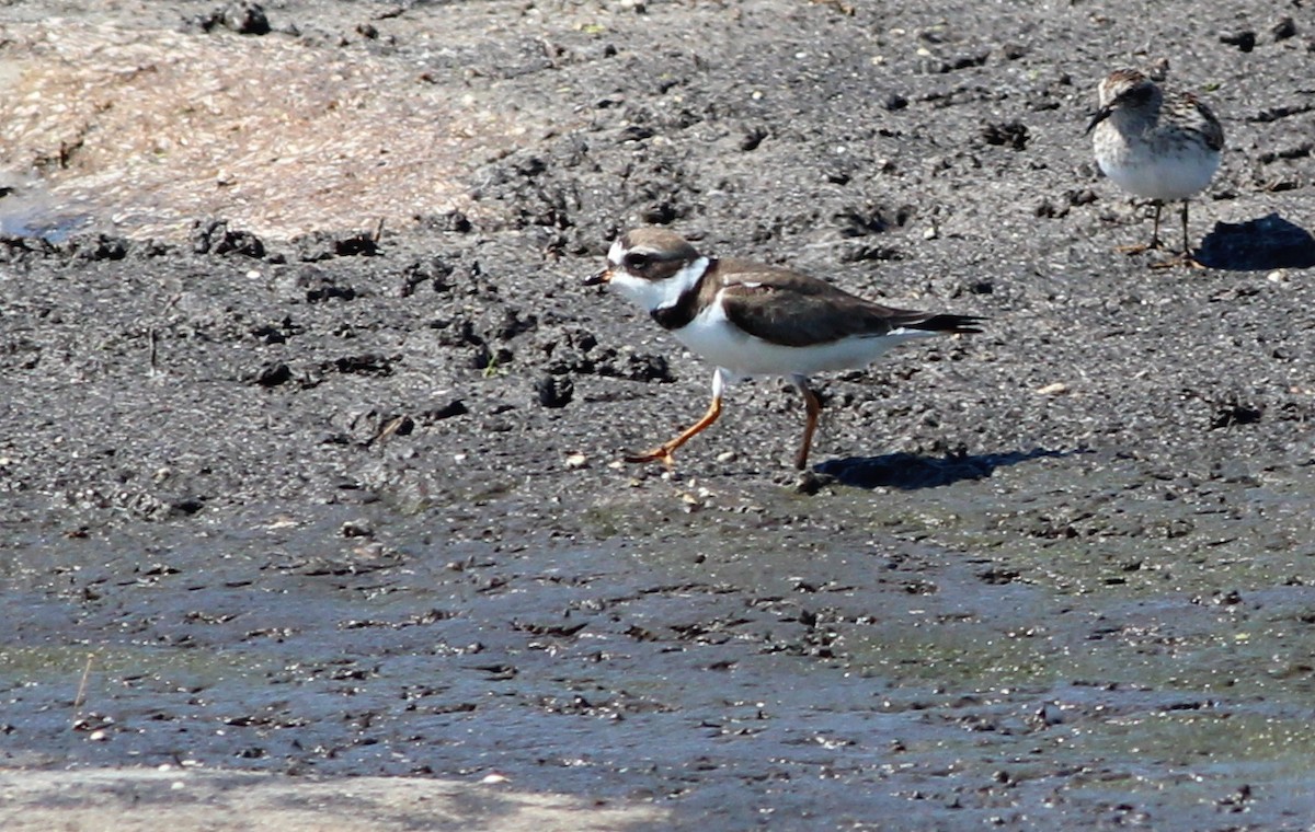 Semipalmated Plover - ML69107541