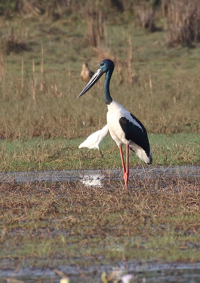 svarthalsstork - ML69108831