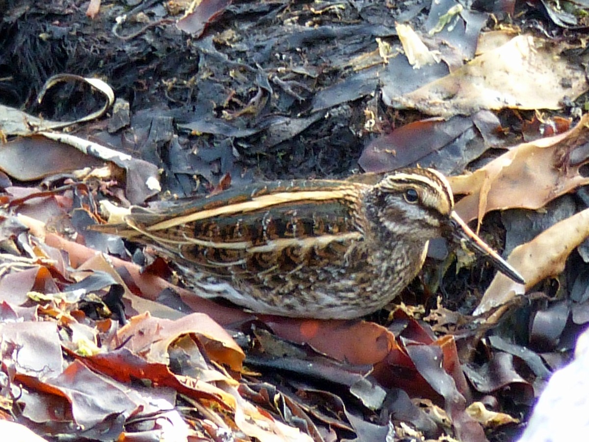 Jack Snipe - ML69109071