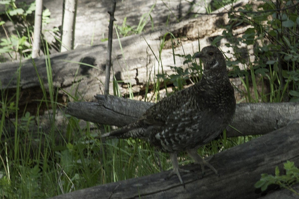 Dusky Grouse - Robert Johnson