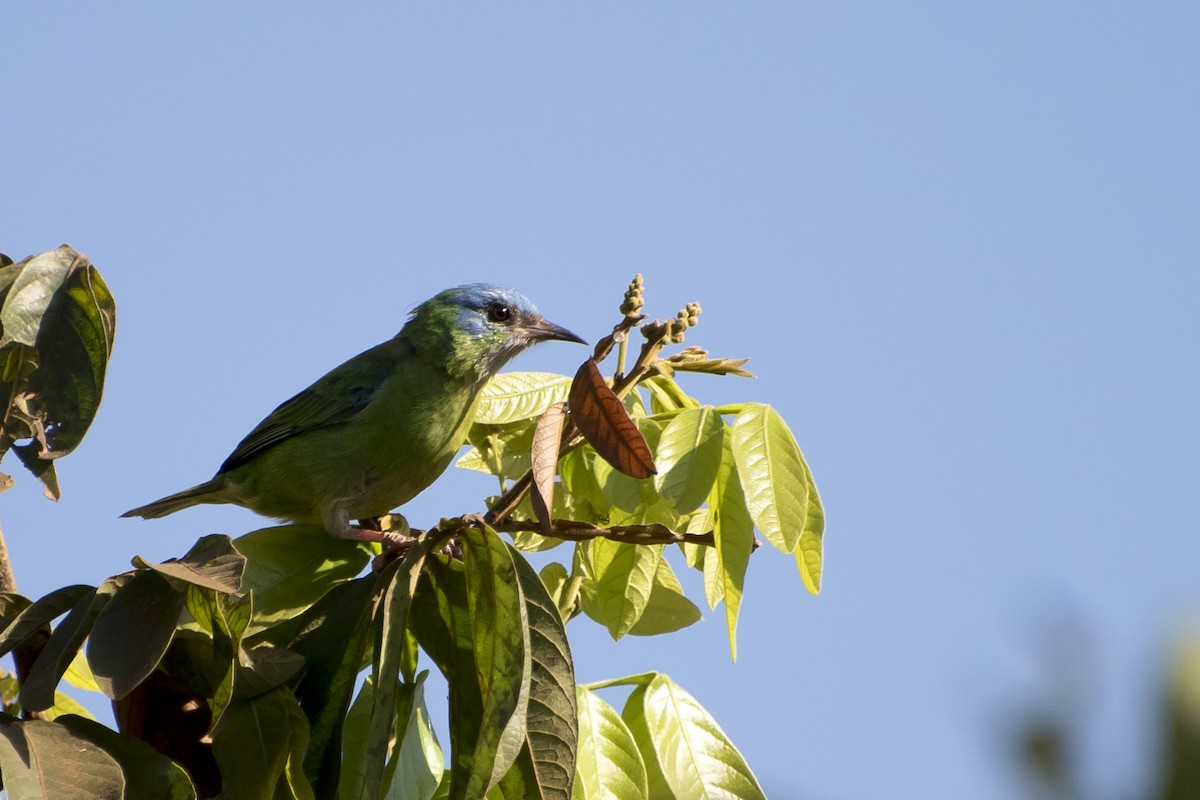 Blue Dacnis - Luiz Carlos Ramassotti