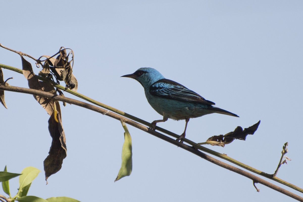 Blue Dacnis - ML69111391