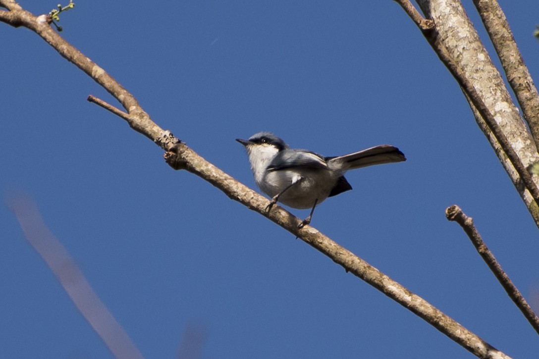 Masked Gnatcatcher - ML69111431