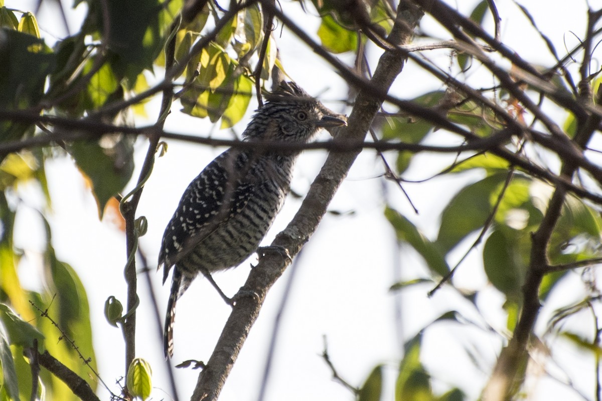 Barred Antshrike - ML69111541