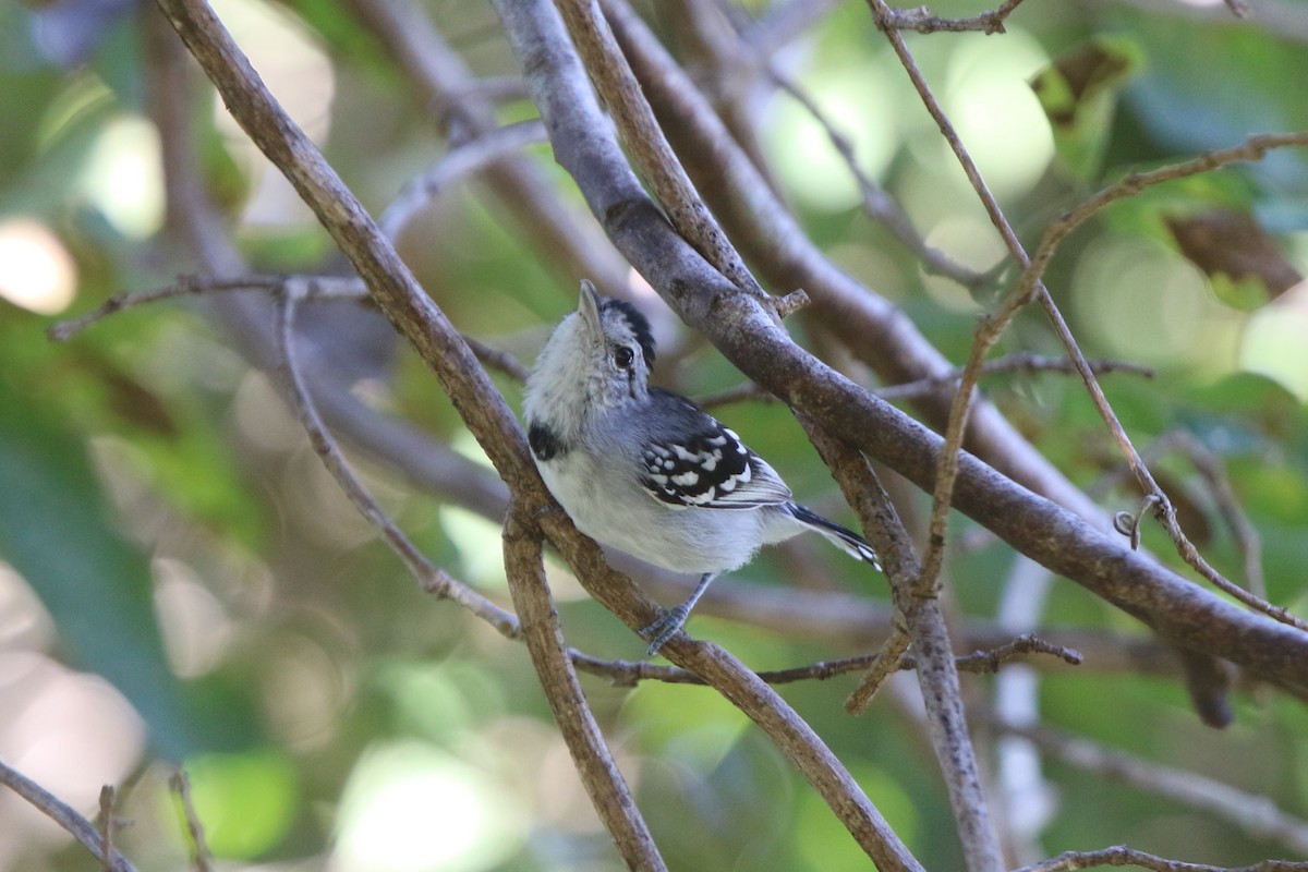 Pectoral Antwren - Ian Thompson