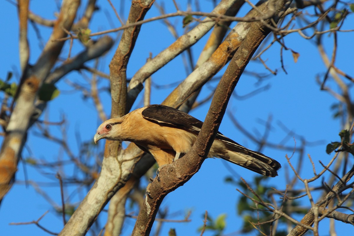 Caracara à tête jaune - ML69113241