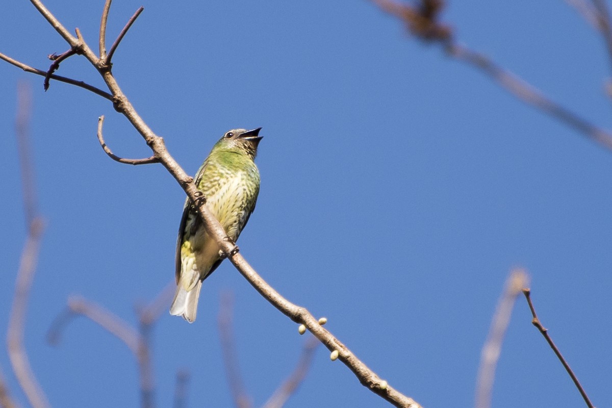 Swallow Tanager - ML69113711