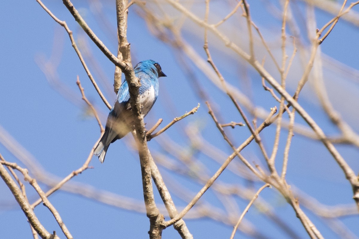 Swallow Tanager - Luiz Carlos Ramassotti