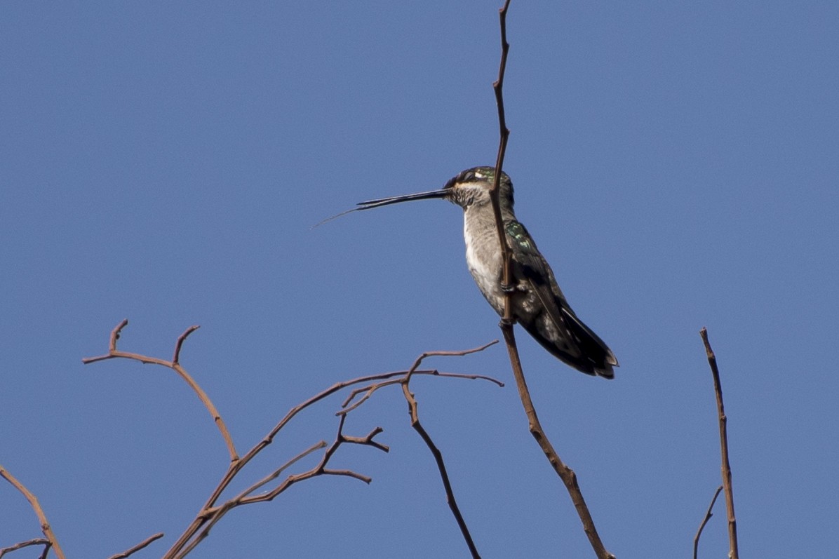 Stripe-breasted Starthroat - ML69114071