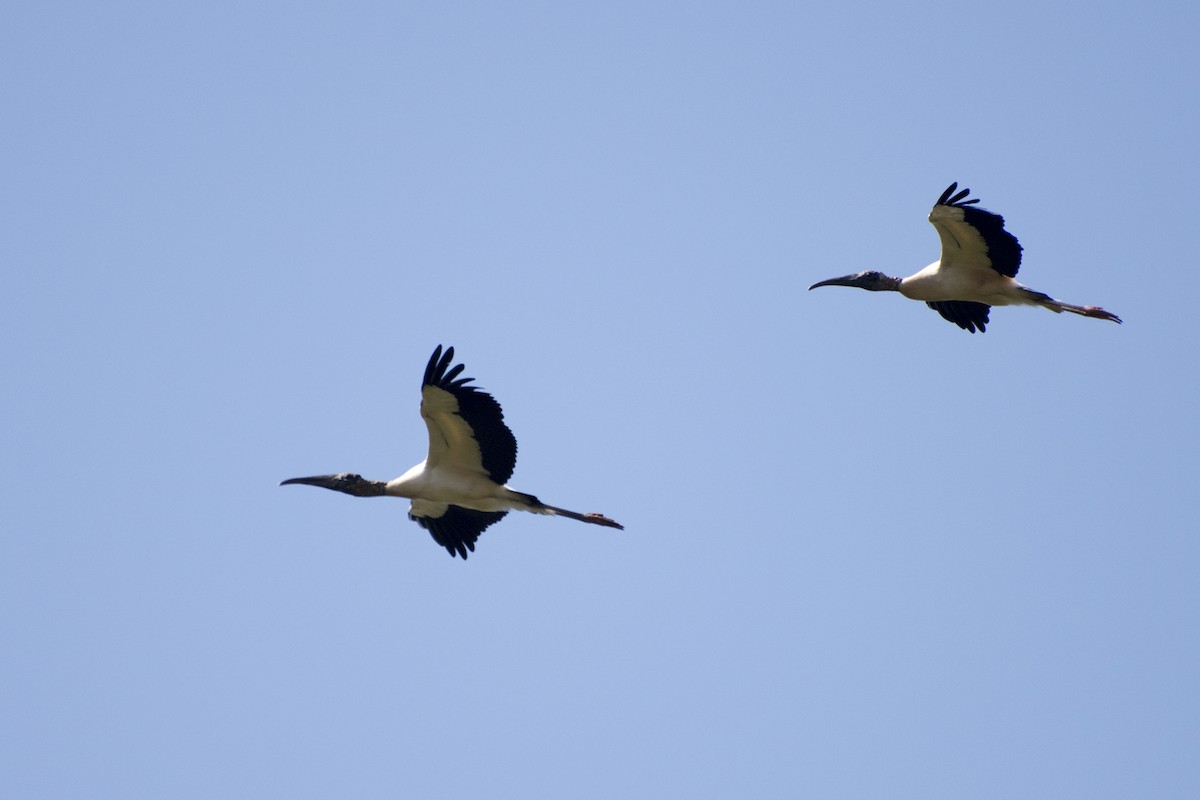 Wood Stork - ML69114291