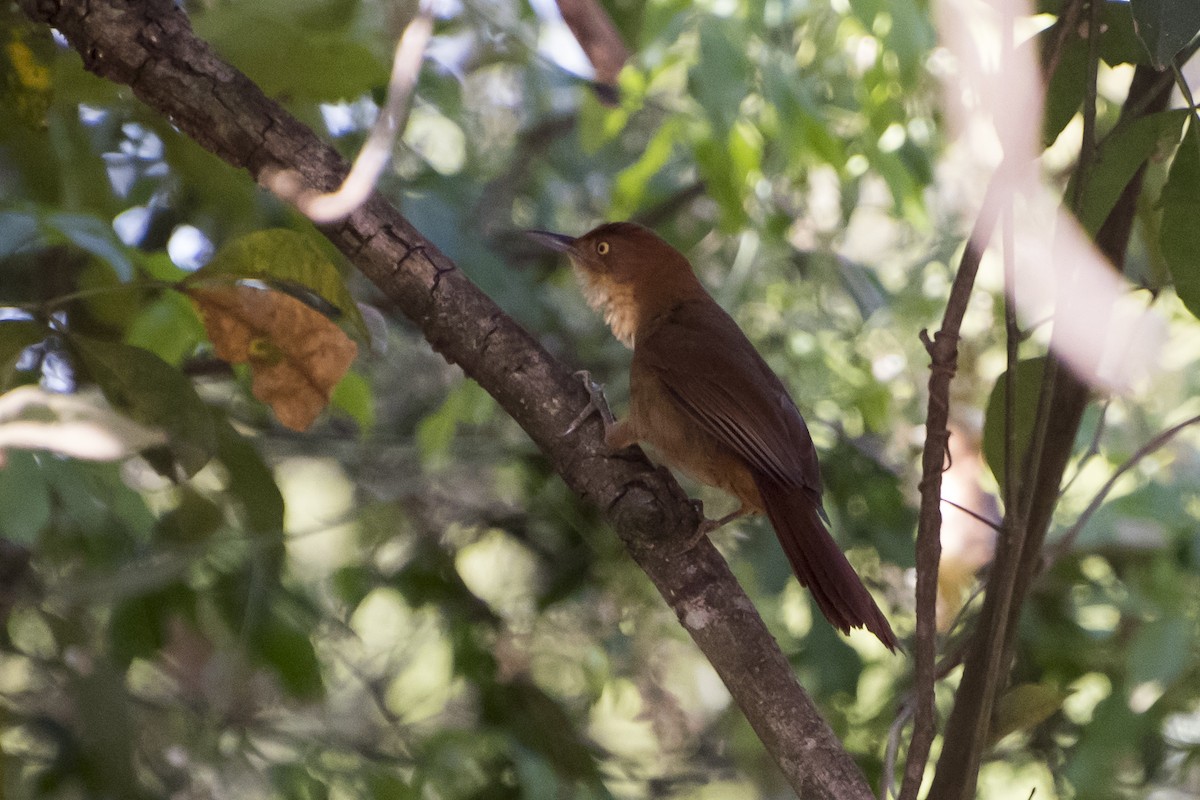 Chestnut-capped Foliage-gleaner - Luiz Carlos Ramassotti