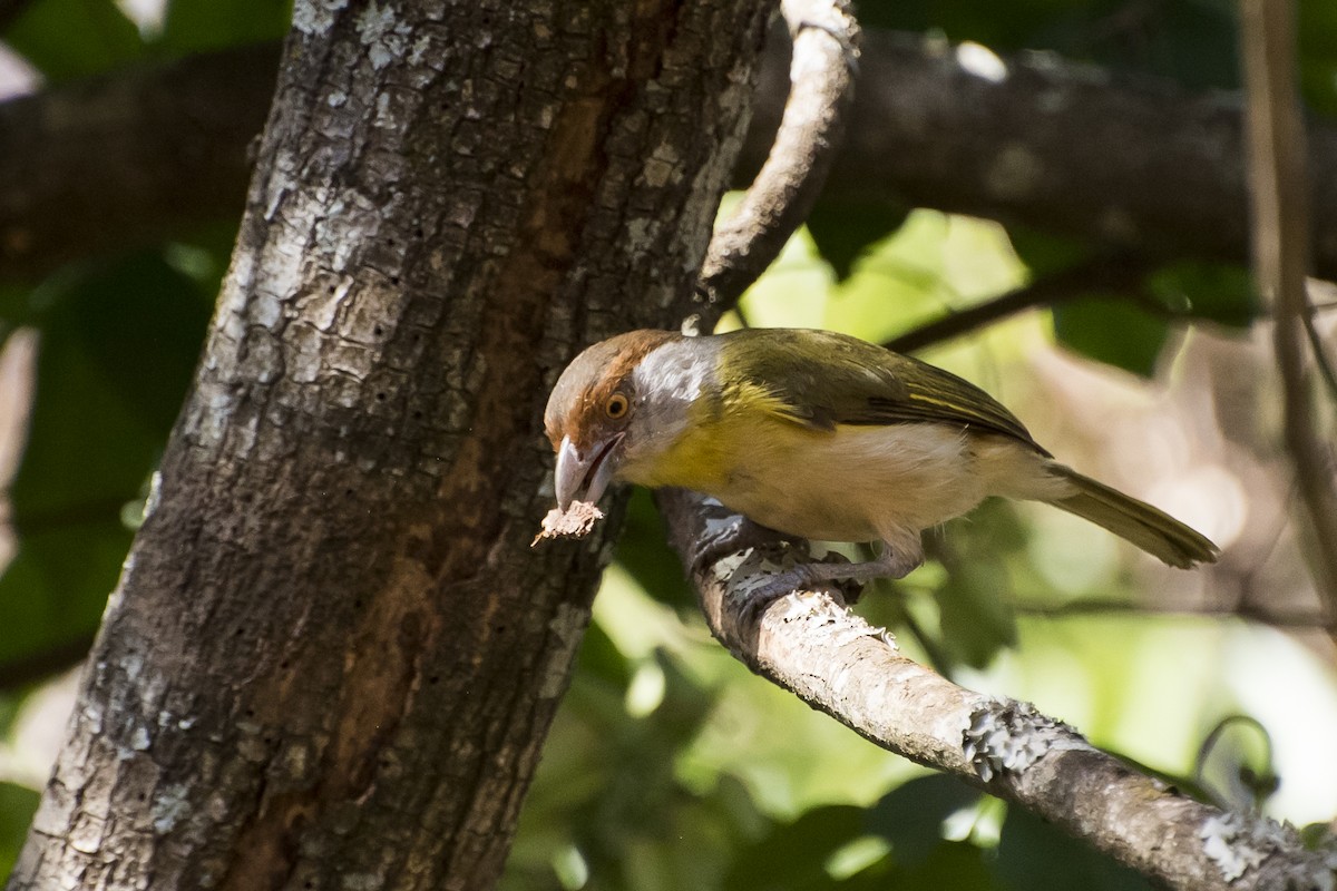 Rufous-browed Peppershrike - Luiz Carlos Ramassotti