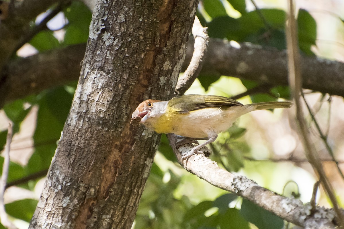 Rufous-browed Peppershrike - Luiz Carlos Ramassotti