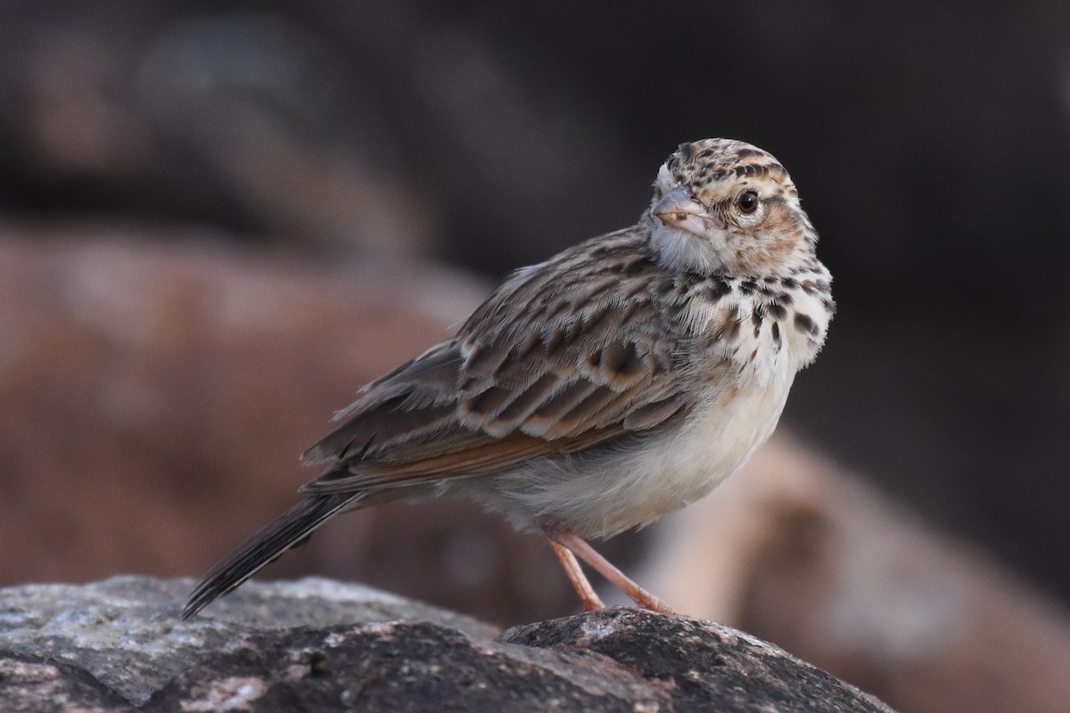 Indian Bushlark - ML69114601