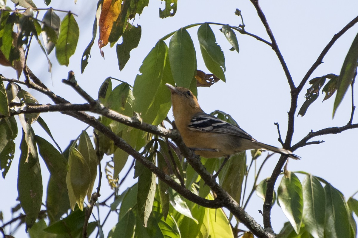 Large-billed Antwren - Luiz Carlos Ramassotti