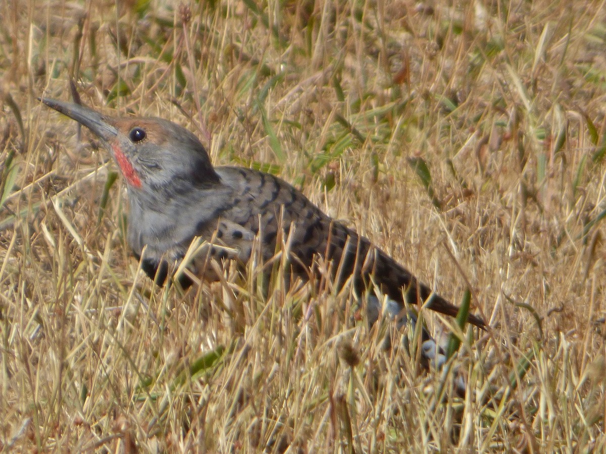 Northern Flicker - ML69115241