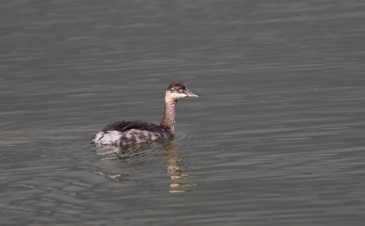 Eared Grebe - ML69116551