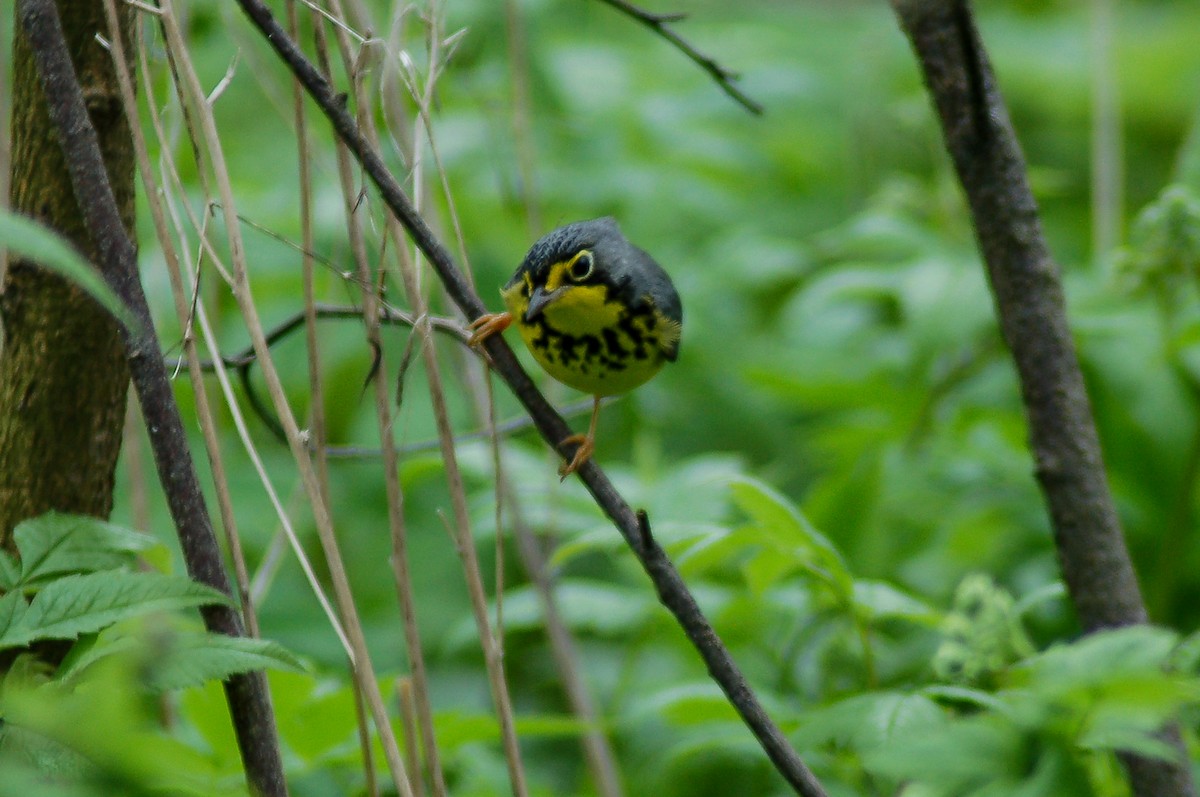 Canada Warbler - ML69116631