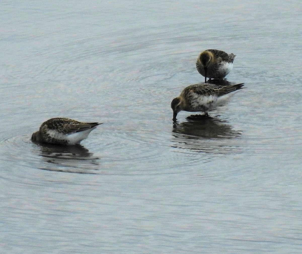 Dunlin - Robert Martin