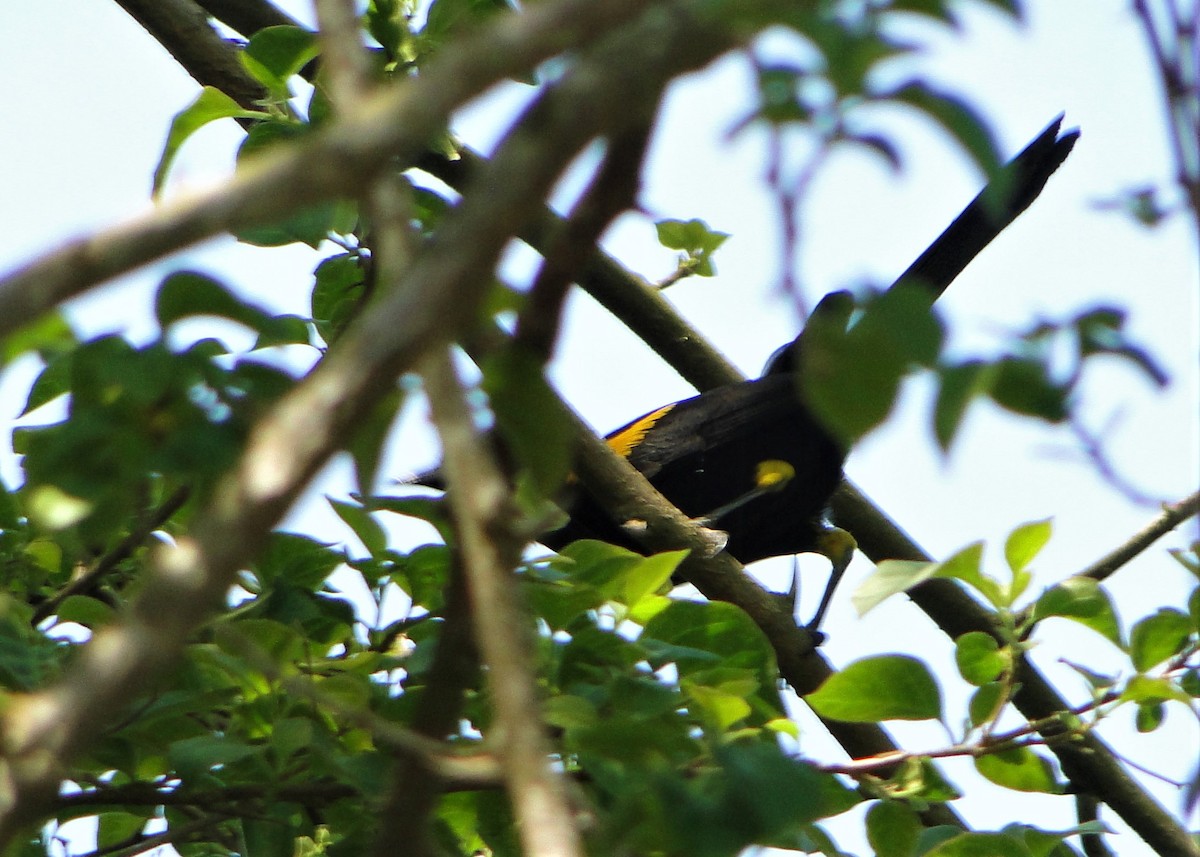 Variable Oriole - ML69118231