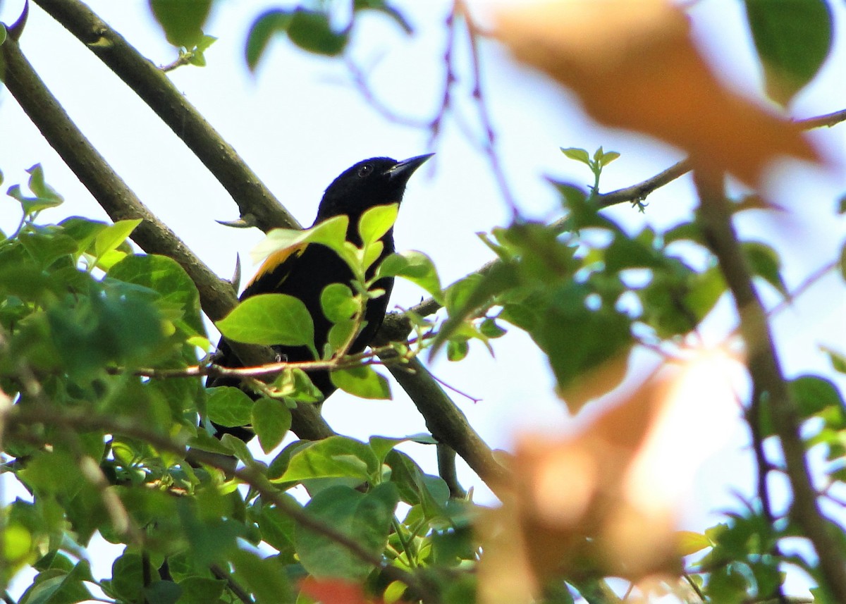 Variable Oriole - ML69118241