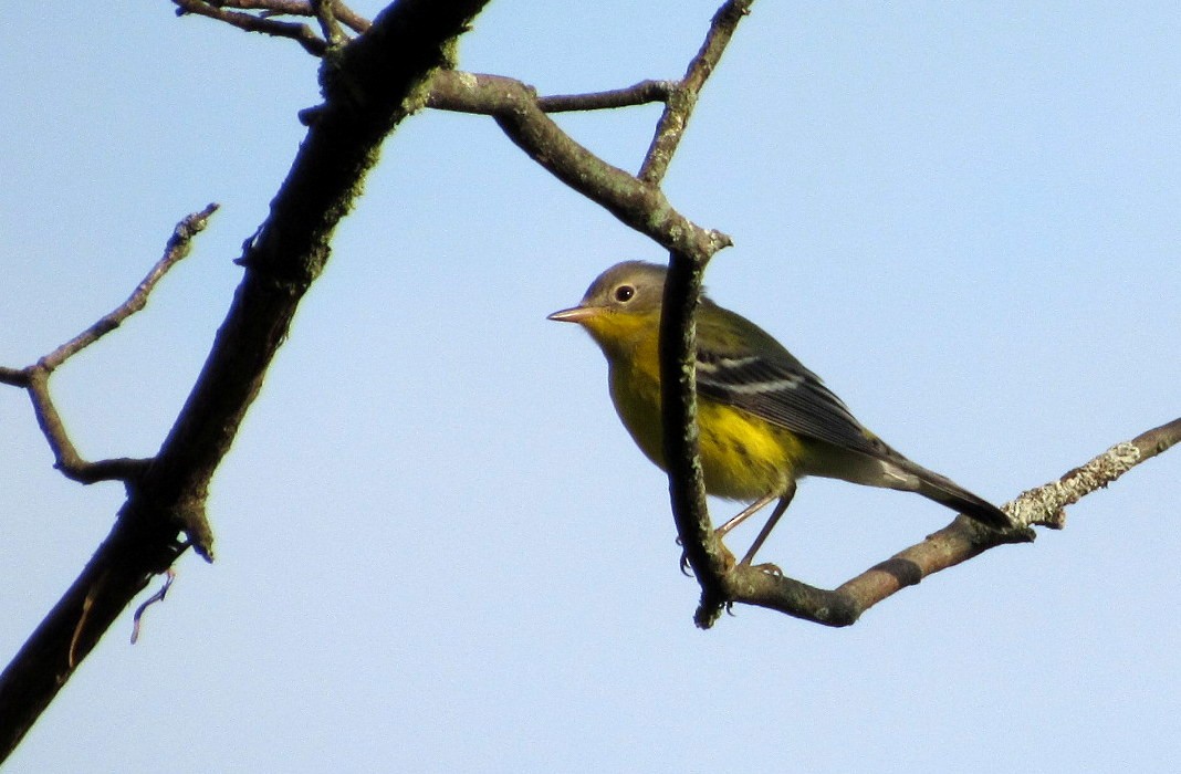 Magnolia Warbler - ML69118331