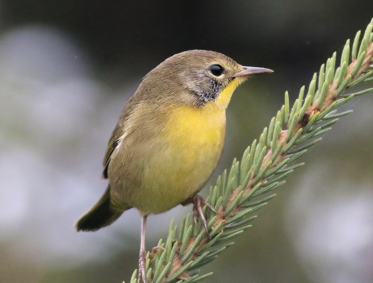 Common Yellowthroat - ML69120931