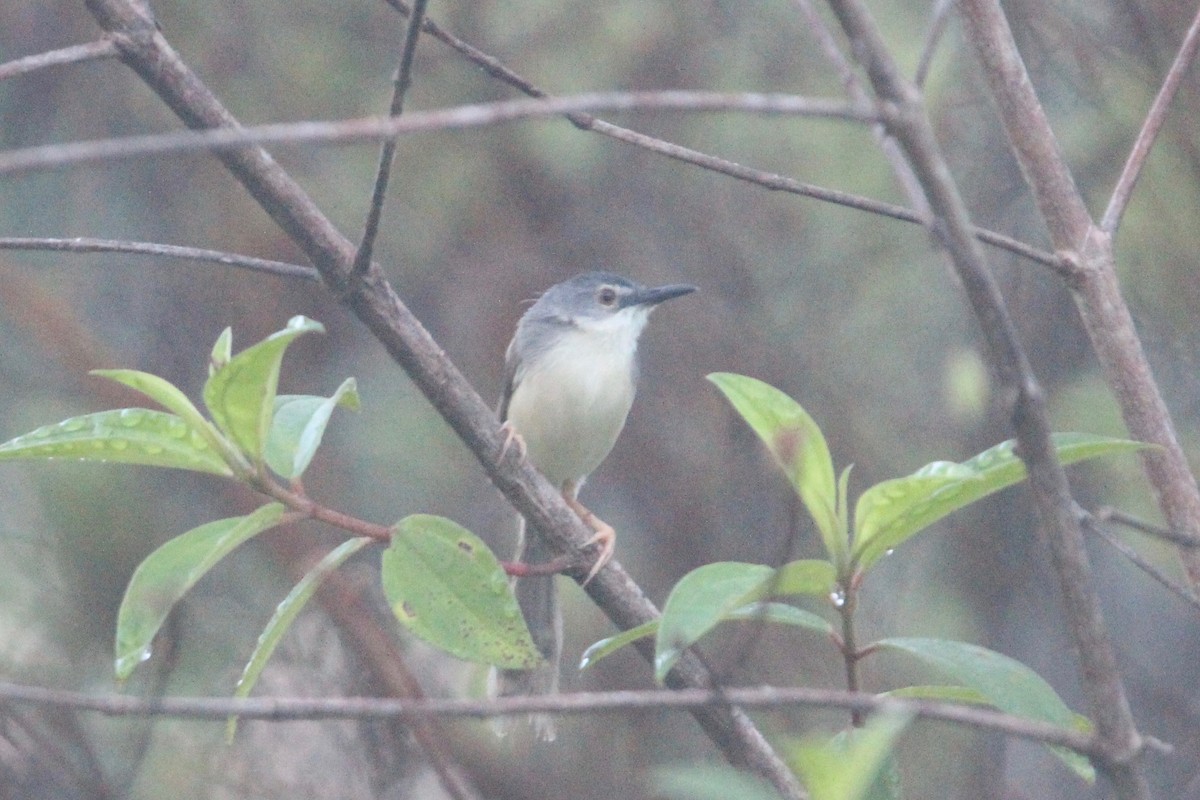 Prinia Ventriamarilla - ML69121671