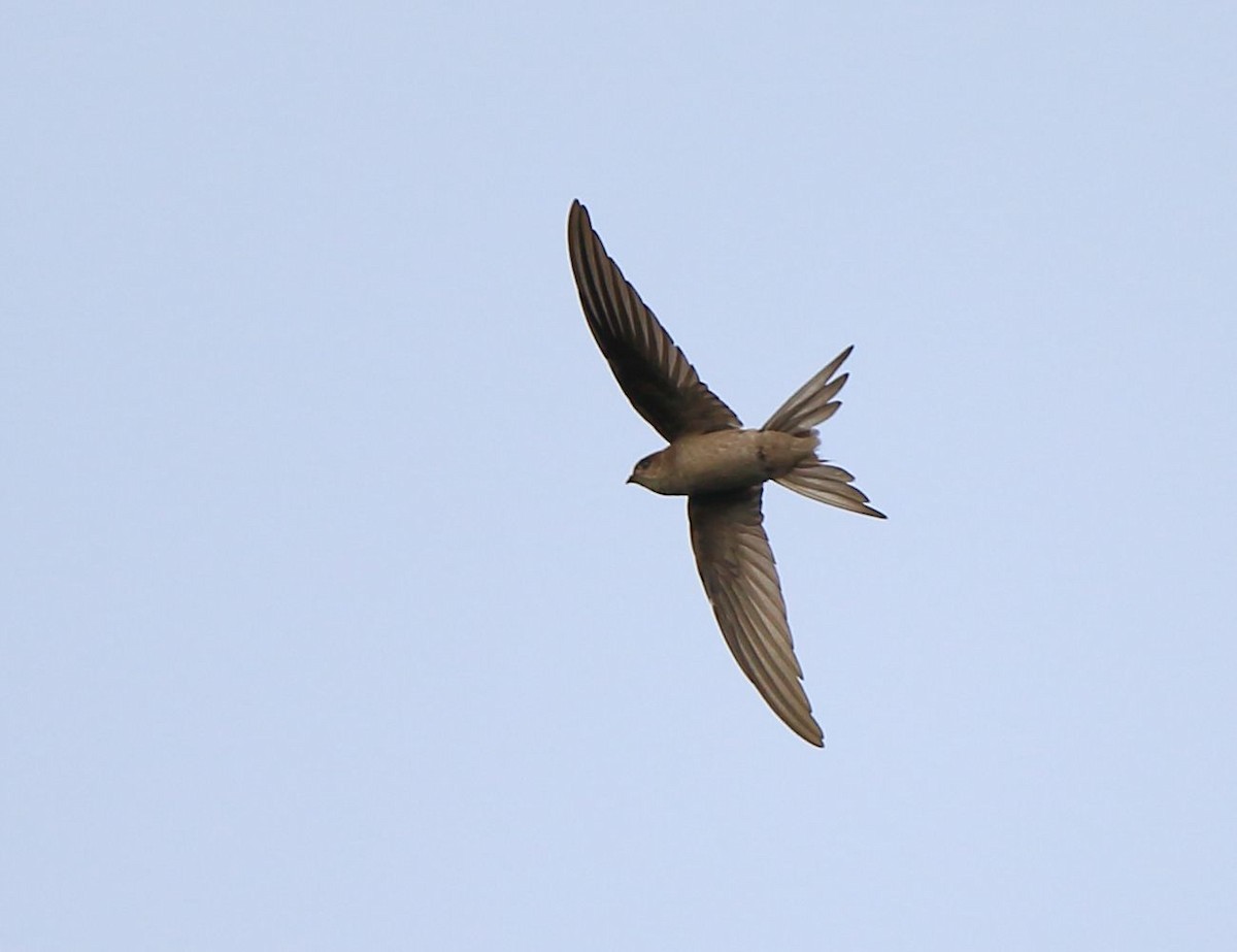 Asian Palm Swift - ML69122281