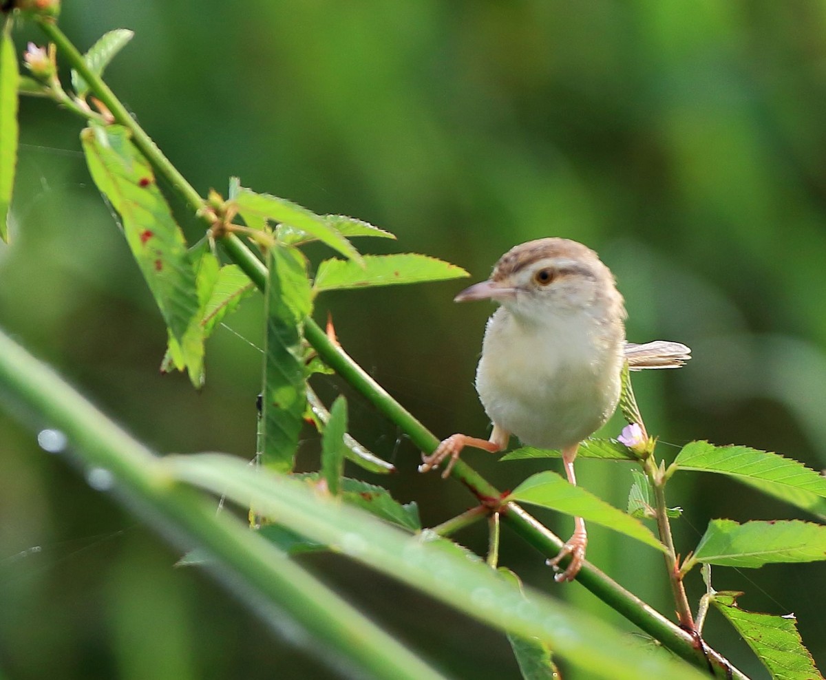 Zitting Cisticola - ML69122301